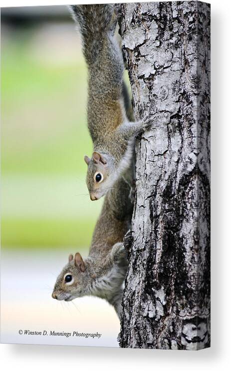 Eastern Gray Squirrel Canvas Print featuring the photograph Eastern Gray Squirrel #2 by Winston D Munnings