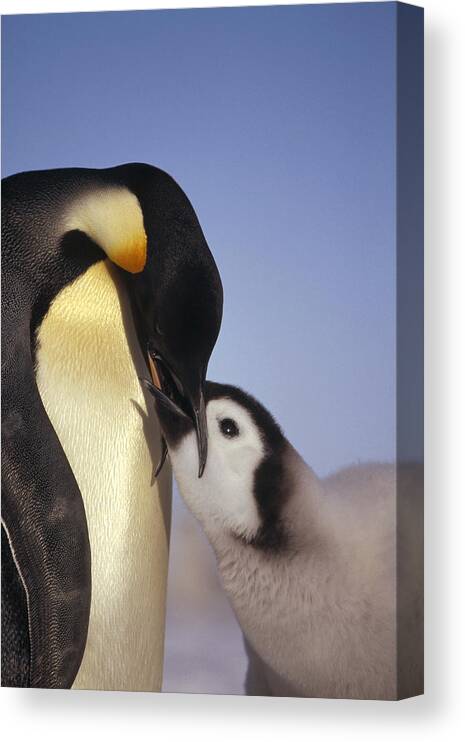 Feb0514 Canvas Print featuring the photograph Emperor Penguin Feeding Chick Antarctica #2 by Tui De Roy
