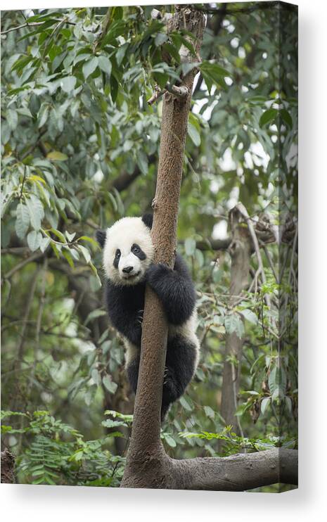 Katherine Feng Canvas Print featuring the photograph Giant Panda Cub Chengdu Sichuan China by Katherine Feng