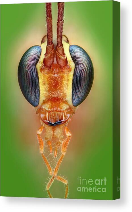 Ichneumon Wasp Canvas Print featuring the photograph Ichneumon Wasp #2 by Matthias Lenke