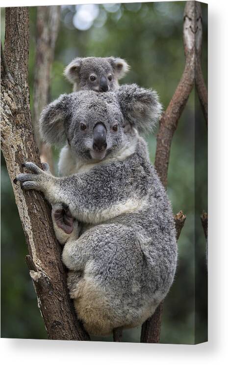 Feb0514 Canvas Print featuring the photograph Koala Mother And Joey Australia #2 by Suzi Eszterhas