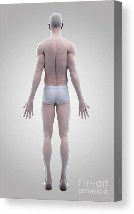 3d Visualization Canvas Print featuring the photograph Male Figure #2 by Science Picture Co