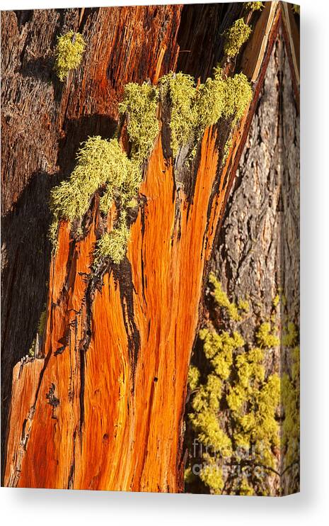 Autumn Canvas Print featuring the photograph Old Mossy Tree Grand Teton National Park #2 by Fred Stearns