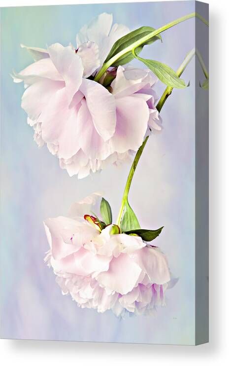 Peonies Canvas Print featuring the photograph Pastel Peonies by Theresa Tahara