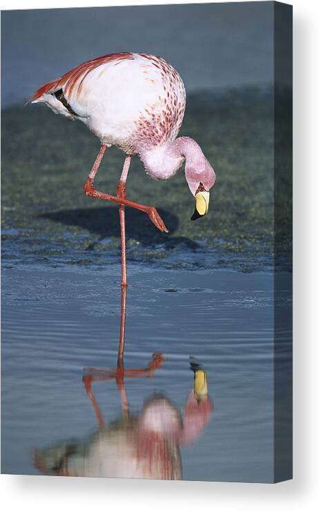Feb0514 Canvas Print featuring the photograph Puna Flamingo Feeding In Laguna #2 by Tui De Roy