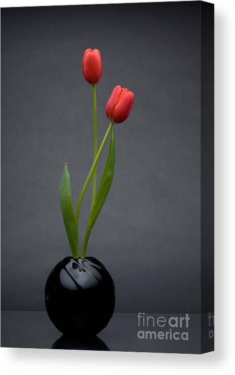 Tulip Canvas Print featuring the photograph Red Tulips #3 by Wolfgang Herath