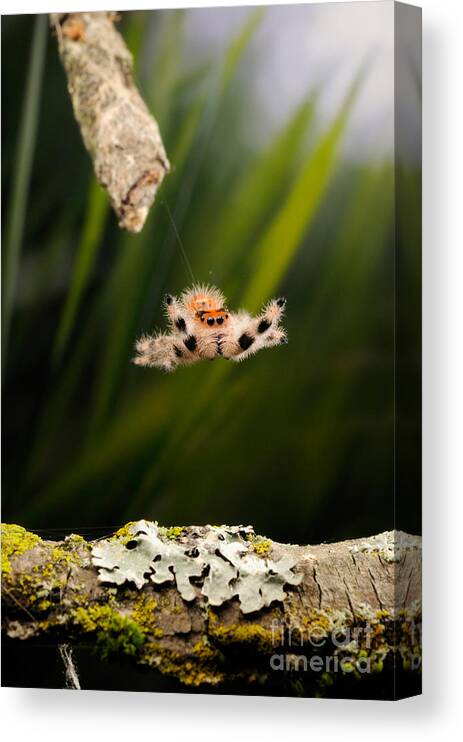 Regius Canvas Print featuring the photograph Regal Jumping Spider Jumping #1 by Scott Linstead
