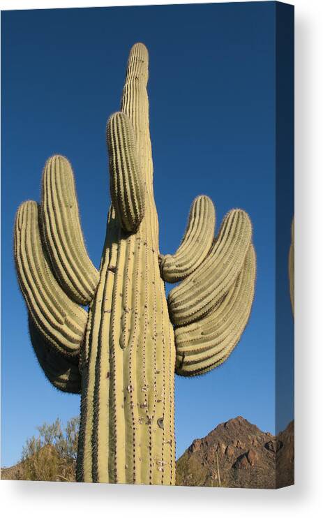 Feb0514 Canvas Print featuring the photograph Saguaro Cactus Saguaro Np Arizona #2 by Kevin Schafer