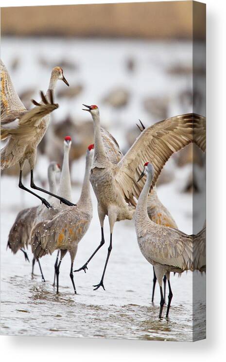 Behavior Canvas Print featuring the photograph Sandhill Cranes Dancing On The Platte #2 by Chuck Haney