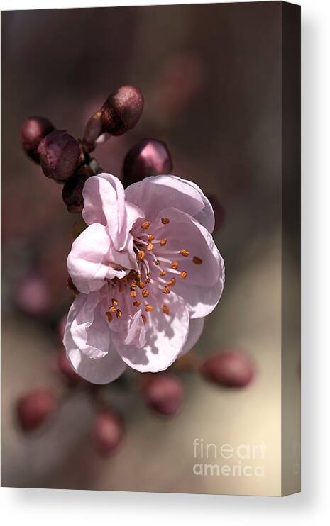 Spring Blossom Canvas Print featuring the photograph Spring Blossom by Joy Watson