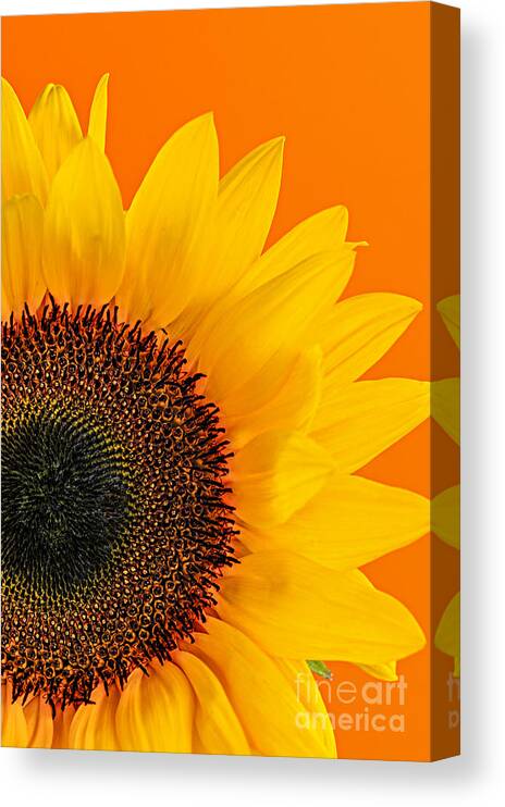 Sunflower Canvas Print featuring the photograph Sunflower closeup 2 by Elena Elisseeva