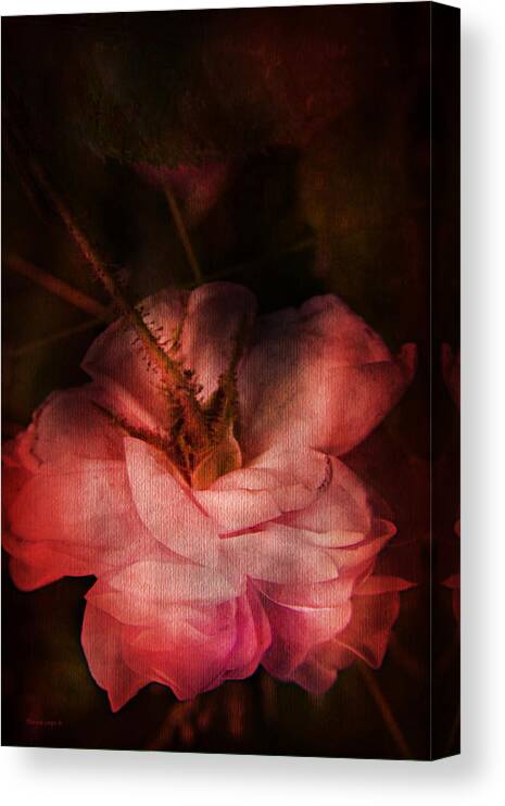 Rose Canvas Print featuring the photograph Time Of Roses by Theresa Tahara