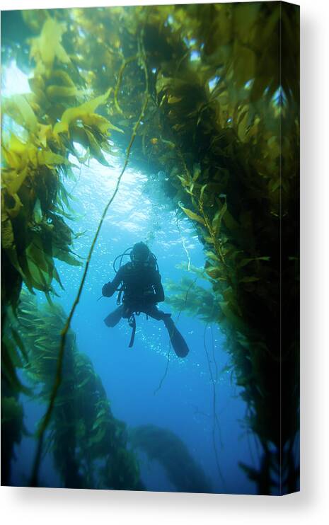 Adventure Canvas Print featuring the photograph Underwater View Of Scuba Diver #2 by Corey Rich