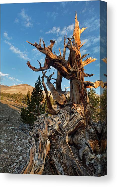 Ancient Canvas Print featuring the photograph USA, California, Inyo National Forest #2 by Jaynes Gallery