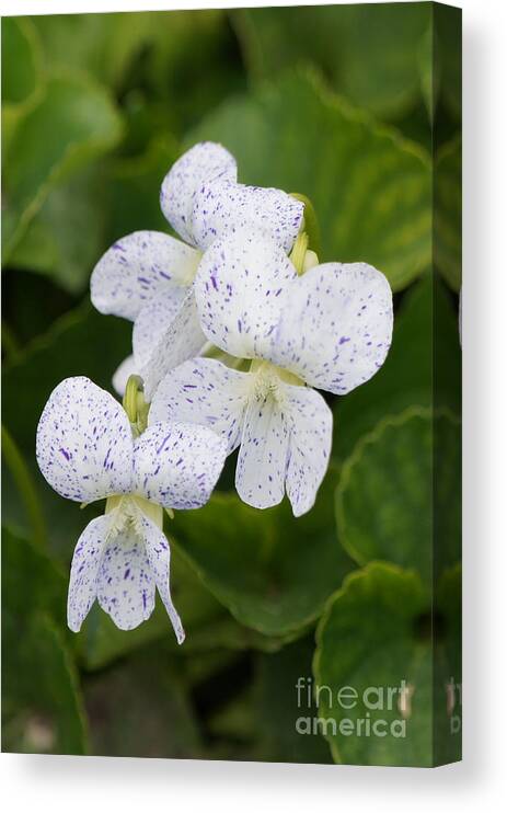 Wild Violets Canvas Print featuring the photograph Wild Violet Flowers #2 by Robert E Alter Reflections of Infinity