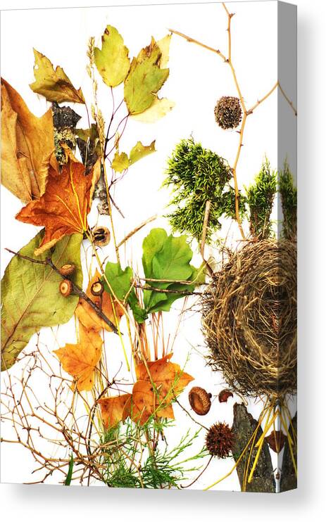 Acorn Canvas Print featuring the photograph Woodsy Arrangement #2 by Suzanne Powers