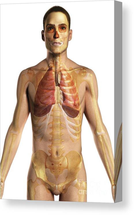 Transparent Canvas Print featuring the photograph The Respiratory System #27 by Science Picture Co