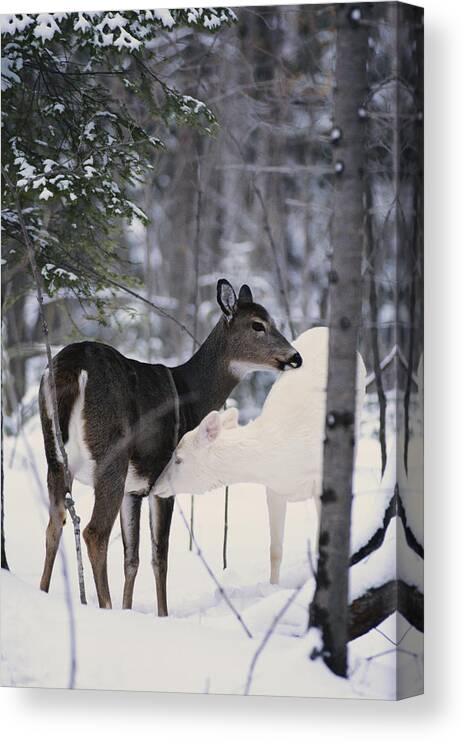 Nature Canvas Print featuring the photograph Albino And Normal White-tailed Deer by Thomas & Pat Leeson