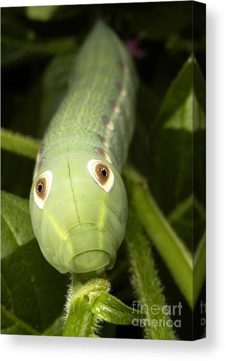 Hawkmoth Canvas Print featuring the photograph Caterpillar Of Hawkmoth Xylophanes Tersa #3 by Gregory G. Dimijian