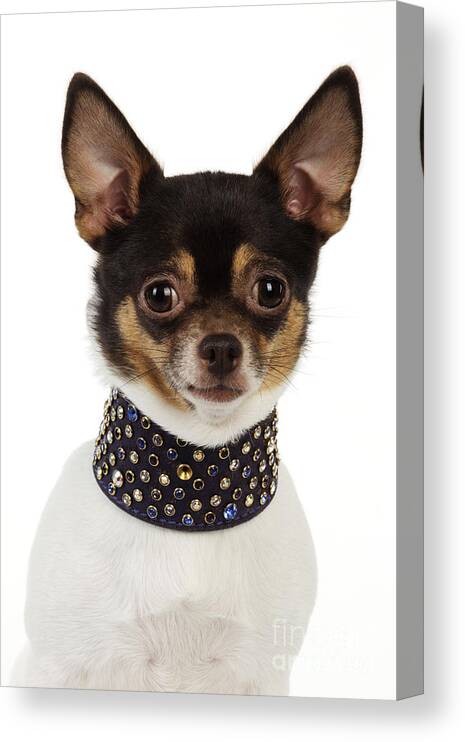 Dog Canvas Print featuring the photograph Chihuahua #3 by John Daniels
