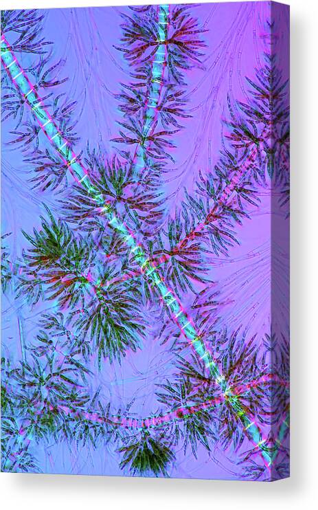 Alga Canvas Print featuring the photograph Draparnaldia Green Algae #3 by Marek Mis