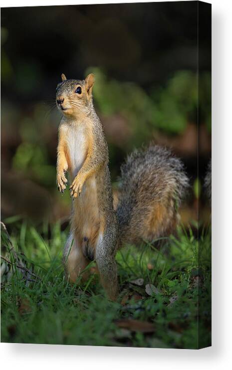 Adult Canvas Print featuring the photograph Eastern Fox Squirrel (sciurus Niger #3 by Larry Ditto