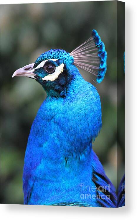 Blue Canvas Print featuring the photograph Male Peacock #3 by Ken Keener
