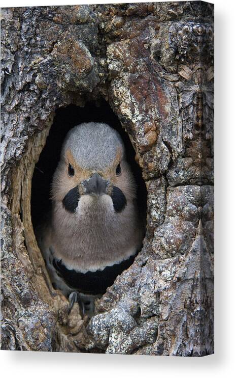 Michael Quinton Canvas Print featuring the photograph Northern Flicker In Nest Cavity Alaska by Michael Quinton