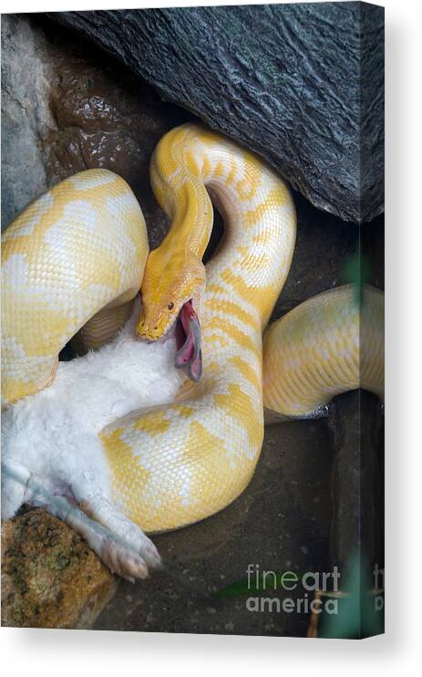 Animal Canvas Print featuring the photograph Python With Prey #3 by Mark Newman