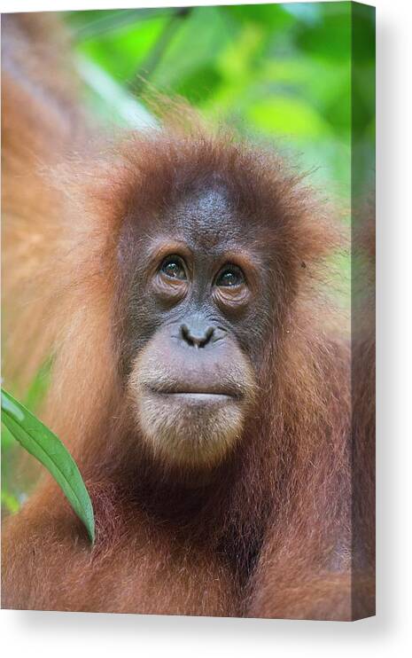 Animal Canvas Print featuring the photograph Sumatran Orangutan #3 by Scubazoo