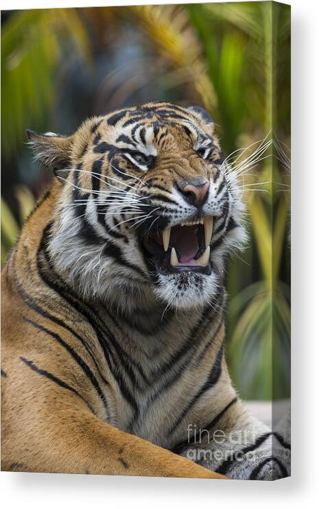 San Diego Zoo Canvas Print featuring the photograph Sumatran Tiger by San Diego Zoo