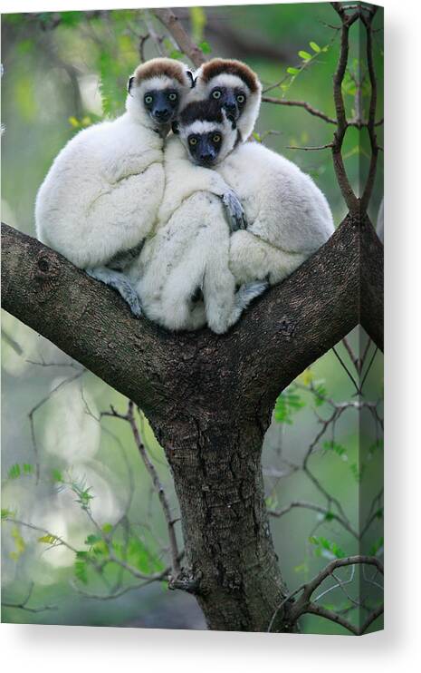 00621162 Canvas Print featuring the photograph Verreauxs Sifaka Propithecus Verreauxi #2 by Cyril Ruoso