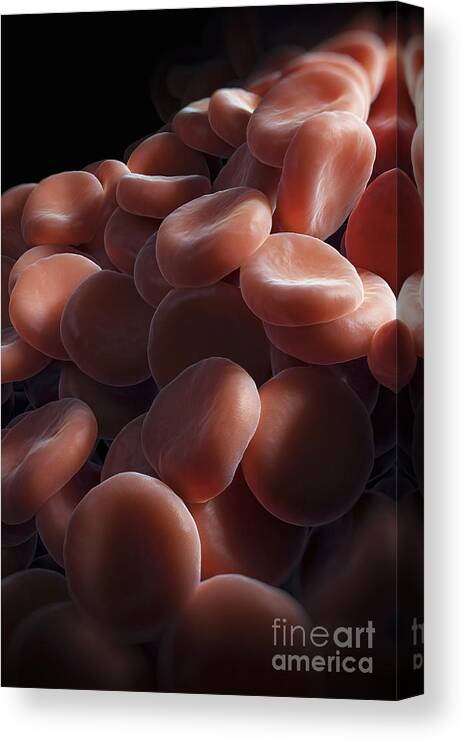 Red Blood Cells Canvas Print featuring the photograph Red Blood Cells #32 by Science Picture Co