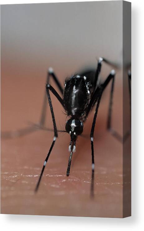 Asian Tiger Mosquito Canvas Print featuring the photograph Asian Tiger Mosquito #4 by Sinclair Stammers/science Photo Library