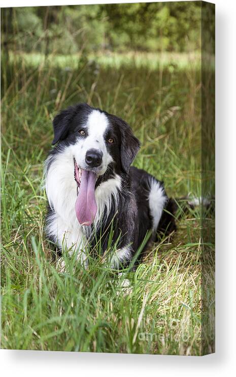 Dog Canvas Print featuring the photograph Border Collie in the nature #4 by Gina Koch