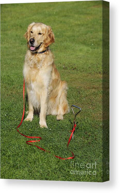 Golden Retriever Canvas Print featuring the photograph Golden Retriever Dog #4 by John Daniels