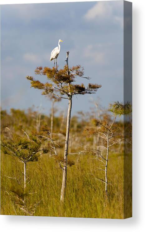 Egret Canvas Print featuring the photograph Great White Egret #4 by Raul Rodriguez