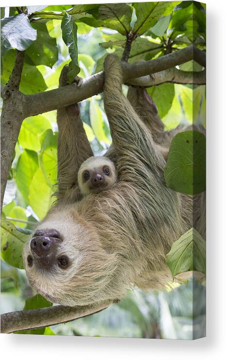 Suzi Eszterhas Canvas Print featuring the photograph Hoffmanns Two-toed Sloth And Old Baby #4 by Suzi Eszterhas