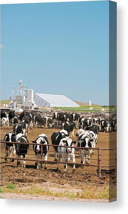 Domesticated Cow Canvas Print featuring the photograph Intensive Cattle Farm #4 by Jim West