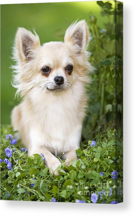 Fluffy Long Haired Chihuahua Puppy Dog Jigsaw Puzzle