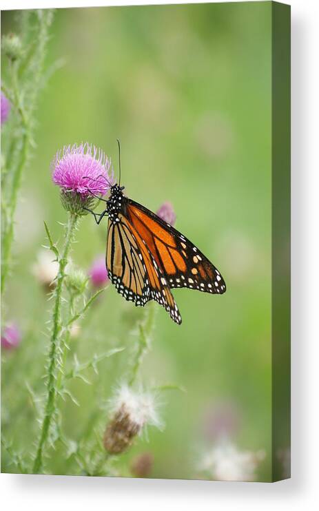 North America Canvas Print featuring the photograph Monarch Butterfly #2 by Heidi Poulin