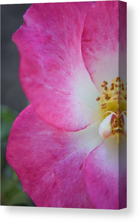 Kirkwood Canvas Print featuring the photograph Pink Petals #4 by Curtis Krusie