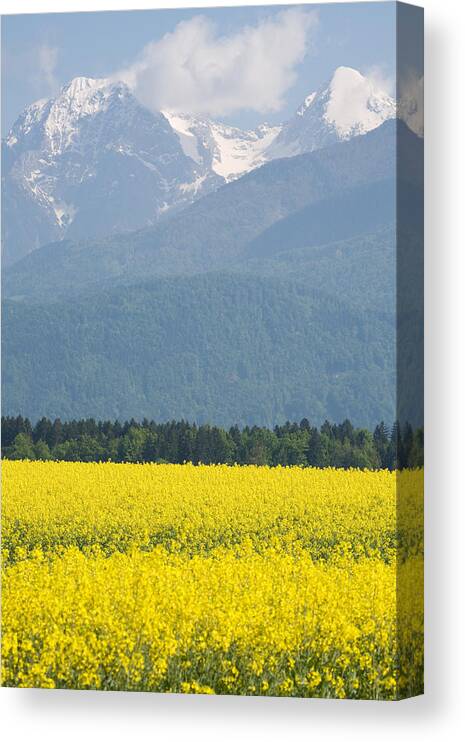 Brnik Canvas Print featuring the photograph rapeseed field in Brnik with Kamnik Alps in the background #4 by Ian Middleton