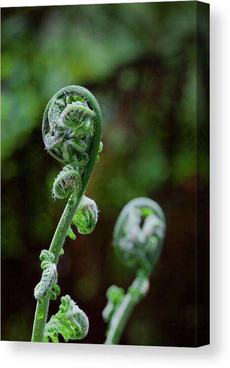 Apollo Bay Canvas Print featuring the photograph Tree Fern In Melba Gully, Great Otway #4 by Martin Zwick
