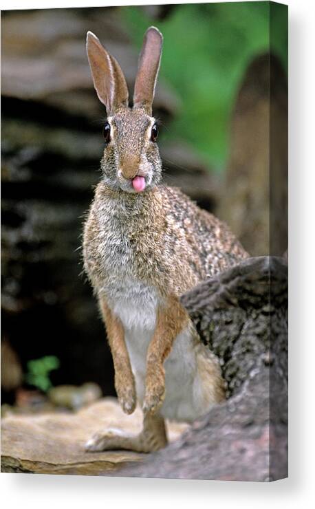 Animal Canvas Print featuring the photograph USA, Texas, Rio Grande Valley #4 by Jaynes Gallery