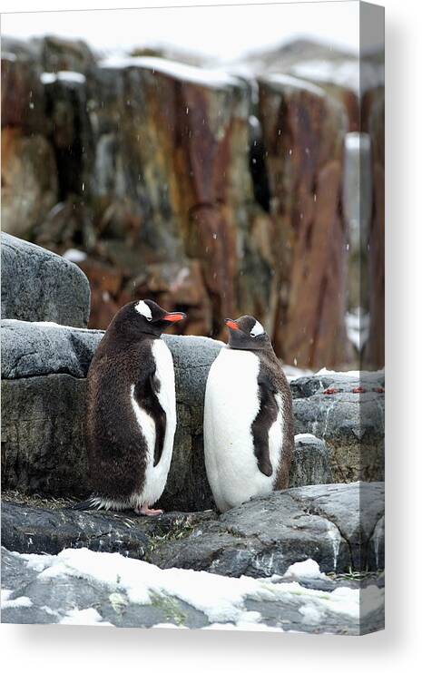 Animals In The Wild Canvas Print featuring the photograph Gentoo Penguins Pygoscelis Papua #5 by Jim Julien / Design Pics