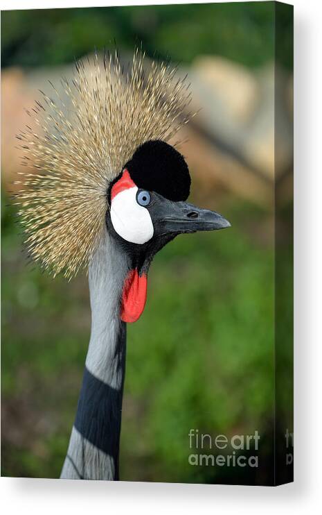 Grey Crowned Crane Canvas Print featuring the photograph Grey Crowned Crane #1 by George Atsametakis
