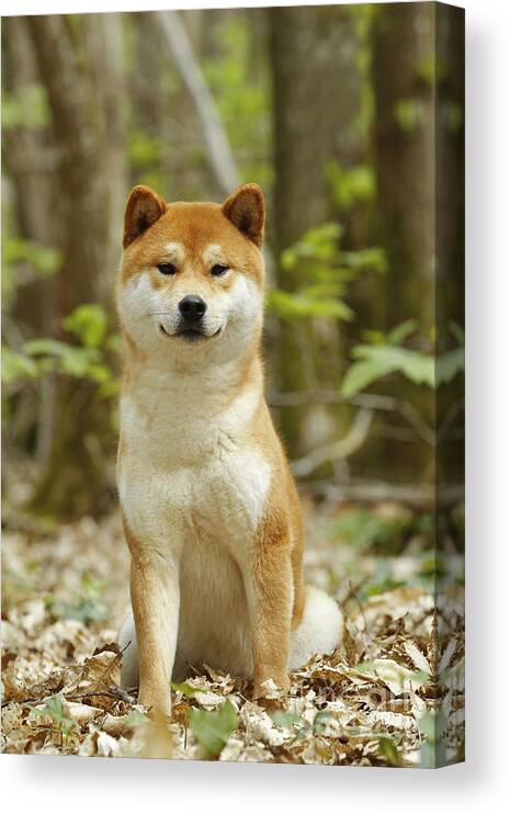 Shiba Inu Canvas Print featuring the photograph Shiba Inu Dog #6 by Jean-Michel Labat