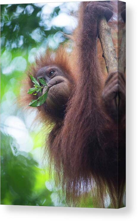 Animal Canvas Print featuring the photograph Sumatran Orangutan #6 by Scubazoo