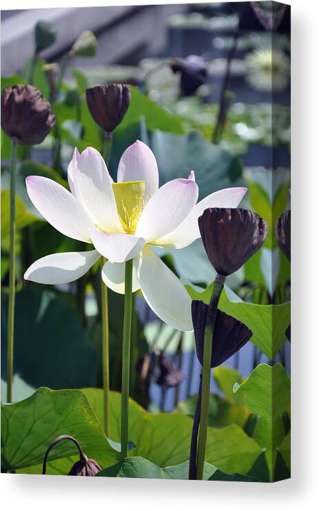 Water Lily Canvas Print featuring the painting Water Lily #2 by Dottie Branch